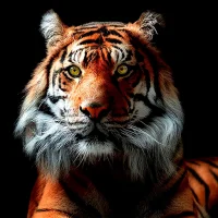 Tiger Wallpapers | Cool tigers
